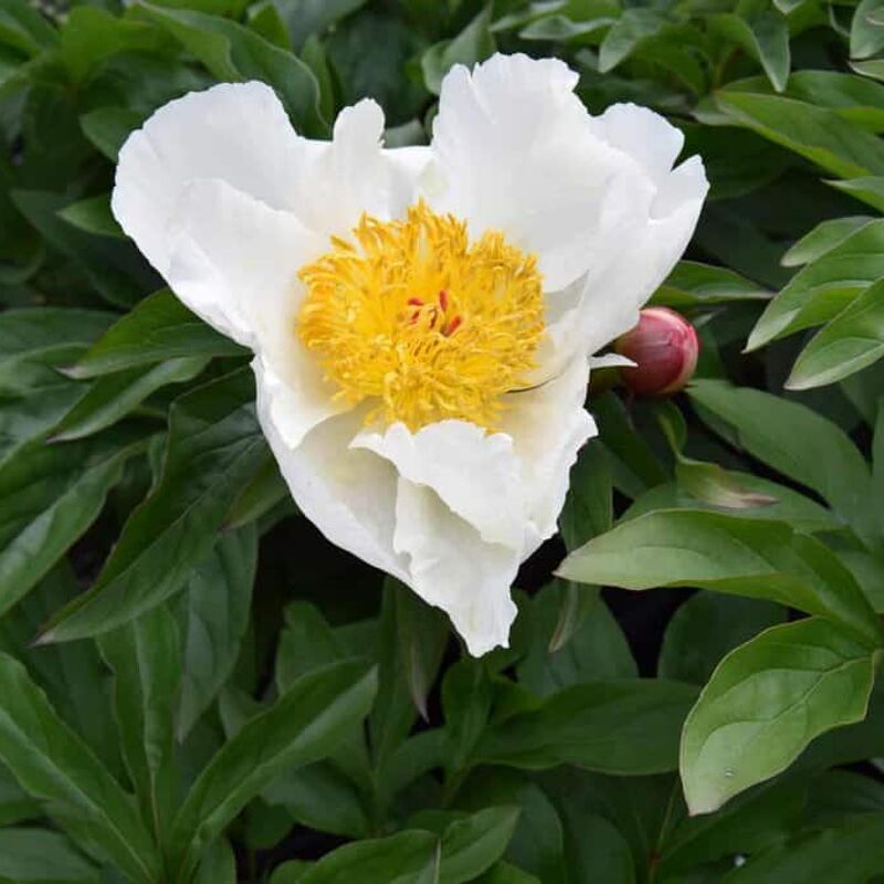 Paeonia lactiflora 'White Wings' ---